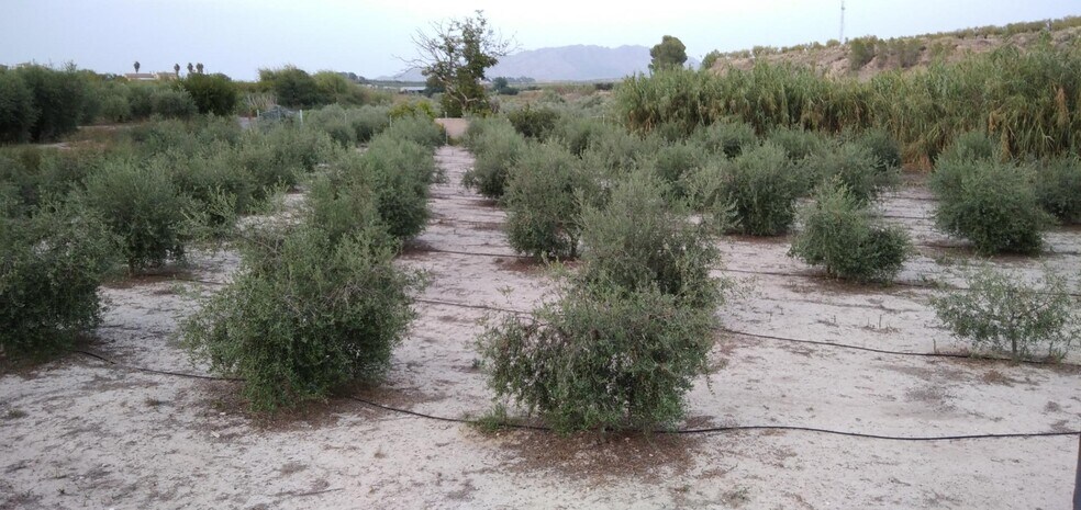 Terrain dans Cehegín, Murcia à vendre - Photo de l’immeuble – Image 1 sur 37
