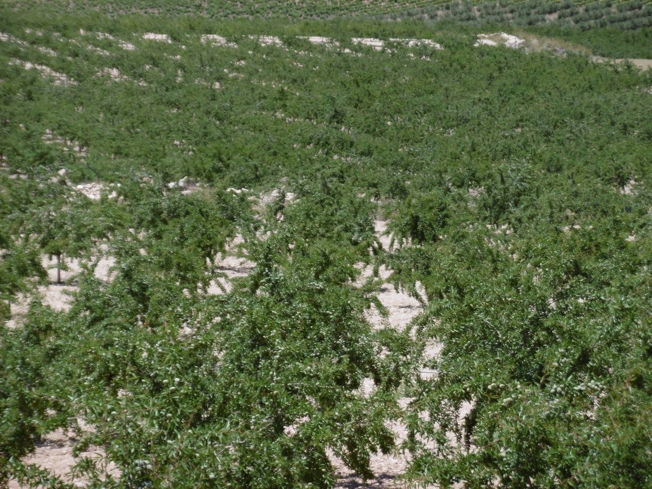 Terrain dans Jumilla, Murcia à vendre Photo principale– Image 1 sur 15