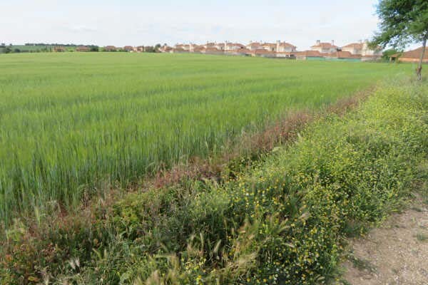 Terrain dans Pozuelo del Rey, Madrid à vendre - Autre – Image 2 sur 2