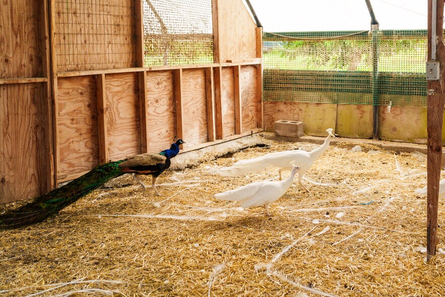 17-4150 Huina Rd., Kurtistown, HI à vendre - Photo de l’immeuble – Image 3 sur 46