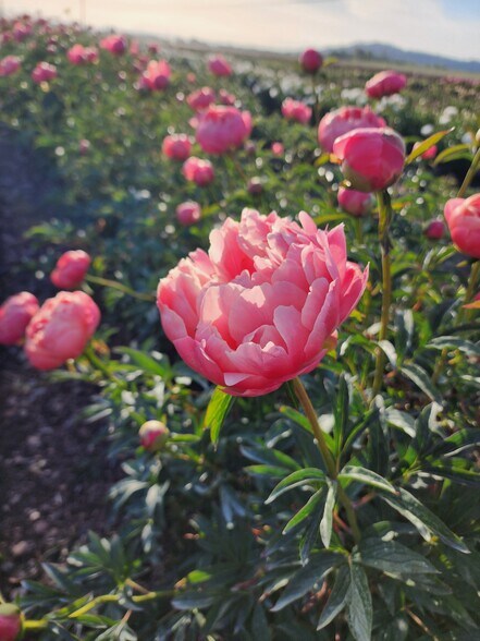 35730 Highway 20 SE, Albany, OR à vendre - Photo de l’immeuble – Image 2 sur 27