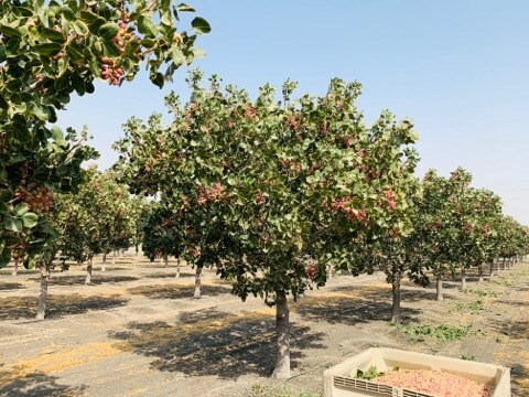 W South Ave, Tranquillity, CA à vendre Photo de l’immeuble– Image 1 sur 4