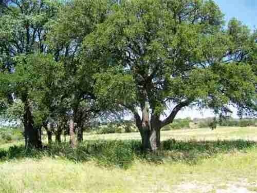 Hwy 29 Burnet, Texas Land Portfolio portefeuille de 3 biens à vendre sur LoopNet.fr - Photo principale – Image 3 sur 4