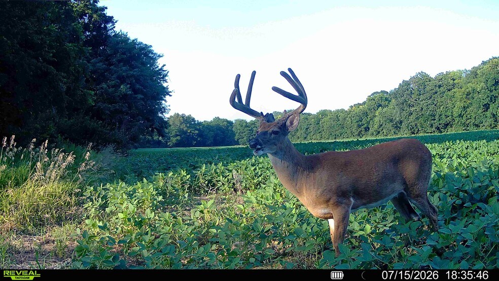 Walnut Hill Ln. (36.31+/- Acres), Elsberry, MO à vendre - Autre – Image 2 sur 34